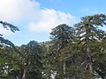 Krim-Kiefer (Pinus nigra subsp. pallasiana)
