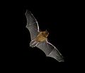 Common pipistrelle in flight (bat's blood)