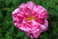 Striped Gallica 'Rosa Mundi', believed to date from the 12th century