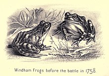 Illustration of two frogs facing each other. The text reads "Windham Frogs before the battle in 1758".