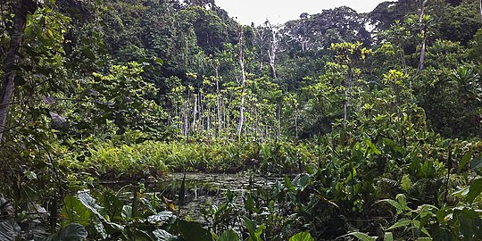 Tropical evergreen rainforest at Ankasa, Western Region, Ghana