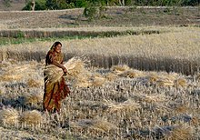 Traditional wheat harvesting in Madhya Pradesh, 2012