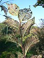 Skeletonized leaves of parasitized elm