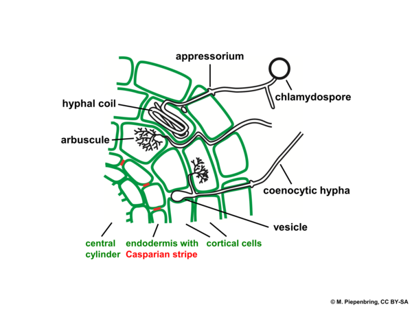 C 19a arbuscular mycorrhiza, Glomeromycota (diagram by M. Piepenbring)