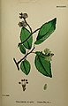 'Sowerbyi', from English Botany, or Coloured Figures of British Plants.[3]