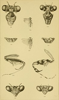 Mantis illustrations, 1907