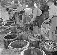 Bushel baskets of fruit