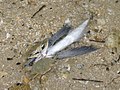 Beached flying fish being eaten by Atlantic blue crabs (Fort Pierce)