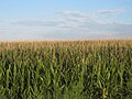 Cornfields flourish after a heavy rain in Prowers County, August 1, 2010
