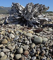Rocks and driftwood