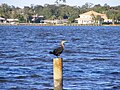 A Double Crested Cormorant rests on an abandoned piling.