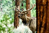Mount Taylor is home to healthy populations of elk.