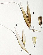 1 A. sterilis, 2 A. sativa, spikelet and base of outer grain of both cultivated species