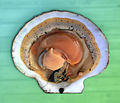 Opened scallop shell (3).jpg: 180 rotation w/ colored texture background, no hand.