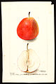 Watercolor of Forelle (Common pear) painted in 1900 by Deborah Griscom Passmore (USDA)