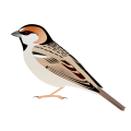 Saxaul Sparrow, nominate subspecies