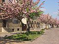 Street in bloom on Werder's river island at the end of April, during the blossom festival