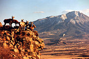 Sunset shot of some Bighorn sheep ewes with the West Spanish Peak in the background.