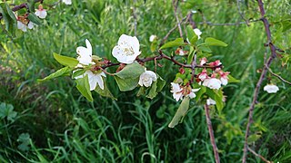 Apricot Blossom in Behbahan, Iran
