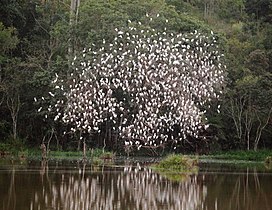 A flock in a tree at Jacutinga, Minas Gerais state, Brazil.