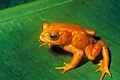 Image 5 Golden toad Photo: Charles H. Smith, USFWS The golden toad (Bufo periglenes) is an extinct species of true toad that was once abundant in a small region of high-altitude cloud-covered tropical forests, about 30 km2 (12 sq mi) in area, above the city of Monteverde, Costa Rica. The last reported sighting of a golden toad was on 15 May 1989. Its sudden extinction may have been caused by chytrid fungus and extensive habitat loss. More selected pictures