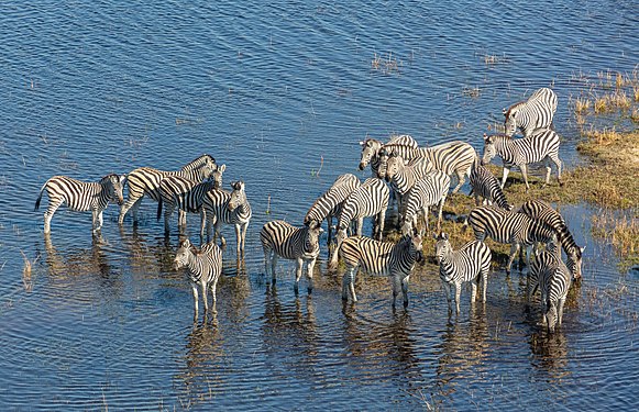 Burchell's zebras (Equus quagga burchellii) viewed from a helicopter, Okavango Delta, Botswana.