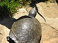 Madagassische Schienenschildkröte (Erymnochelys madagascariensis)