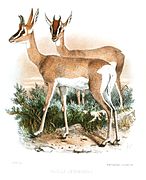 Soemmerring's gazelle (females)