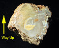 Geopetal structure in bivalve boring in coral; bivalve shell visible; Matmor Formation (Middle Jurassic), southern Israel.