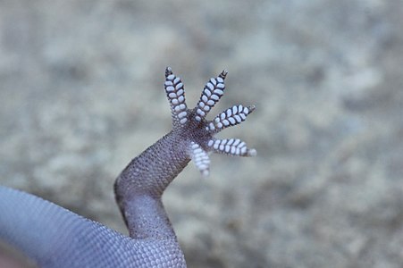 Close-up of a foot and toe pads of Mediterranean house gecko, Paphos, Cyprus