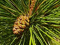 Zapfenstand der Kanarenkiefer (Pinus canariensis)