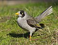 Image 19 Noisy miner Photograph: JJ Harrison The noisy miner (Manorina melanocephala) is a bird in the honeyeater family endemic to eastern and south-eastern Australia and feeds mostly nectar, fruit and insects. This highly vocal species has a large range of songs, calls, scoldings and alarms, lives in large groups, and is territorial. Populations have grown in numerous places along this miner's range, and as such there is now an overabundance. More selected pictures