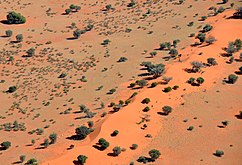 Camel thorn scattered on dunes in the Kalahari Desert in Namibia (2017)