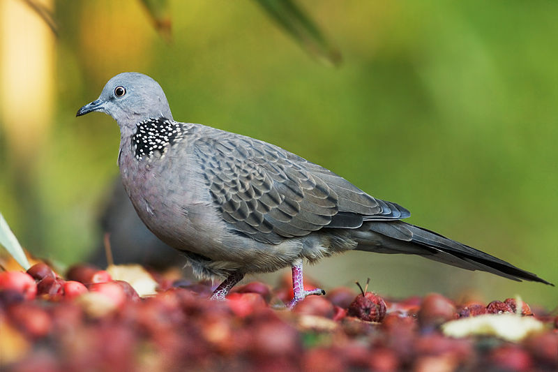 Spotted Turtle Dove (Streptopelia chinensis)