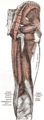 Back thigh muscles of the gluteal and posterior femoral regions from Gray's Anatomy of the human body from 1918.