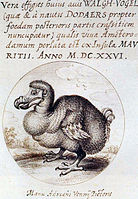 A Dodo (1626)