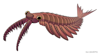 Anomalocaris was an early marine predator, a member of the stem-arthropod group Radiodonta