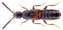 2.1mm long, orangish-brown Amarochara Umbrosa beetle
