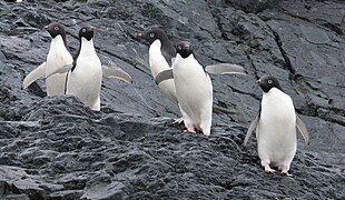 Adelie penguins on Detaille Island