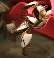 Goose barnacles, with their cirri extended for feeding