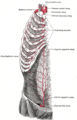 The internal thoracic artery labelled as internal mammary artery and its branches.