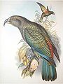 Kea Nestor notabilis John Gould: The Birds of Australia, vol. 8 pl. 60