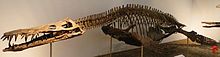 mounted skeleton of the large pliosaurid Liopleurodon