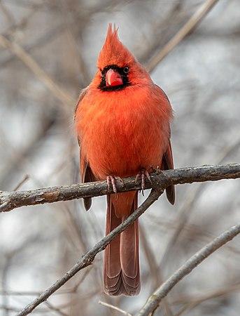 Red bird sitting on tree branch