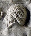 A prisoner from Lagash on the Victory Stele. The same hairstyle can be seen in other statues from Lagash.[40][38]