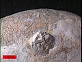 Upper Ordovician edrioasteroid Cystaster stellatus on a cobble from the Kope Formation in northern Kentucky with the cyclostome bryozoan Corynotrypa in the background