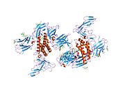 2erj: Crystal structure of the heterotrimeric interleukin-2 receptor in complex with interleukin-2