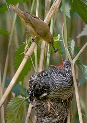 Common cuckoo chick fed by reed warbler adult