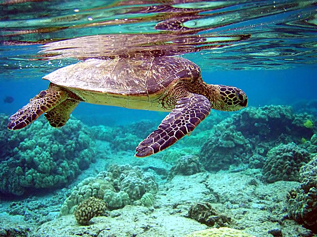 A green sea turtle. Show another