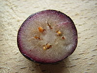A cut blueberry showing how, having been frozen and then thawed, the anthocyanins in the pericarp are able to run into the damaged cells, staining the flesh.
